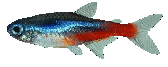 Rotating fish PNG.